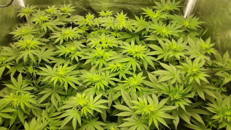 Не знам как снимам - ама определено не ставам - това са 6 от 9те китки а аз исках точно останалите 3 да се видят... Там имах странни проблеми. От 9те китки 8те са доста добре (без странното) 9тата е абсолютен запъртък спрямо останалите ама си е красиво малко храстче и го оставих да се мъчи.