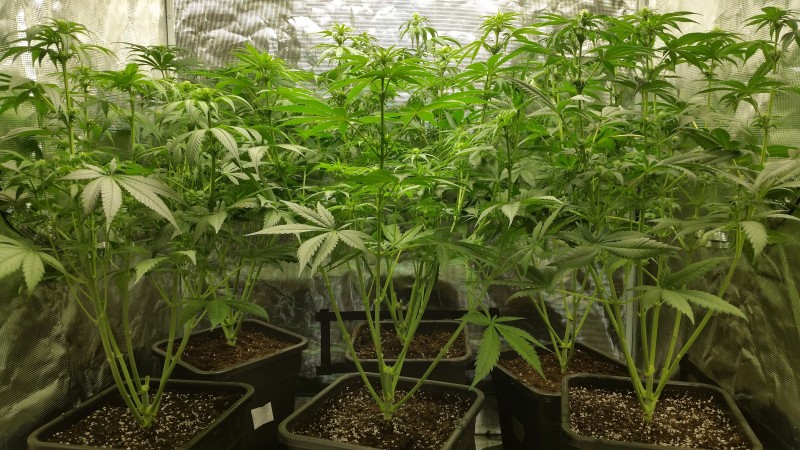 Изравнени до колкото е възможно - някои са повдигнати с 3 пръста от земята. Вижда се как изглеждат саксиите след допълване(вътрешните 3)  и преди допълване (външните 3)