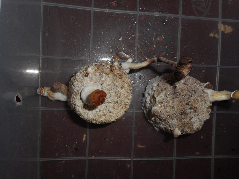 riceup18-min.JPG