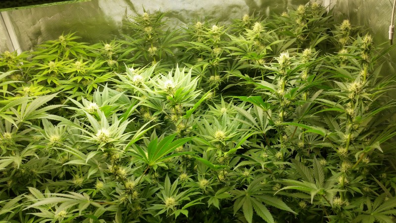 20201101_071340.jpg (4.54 MiB) Преглеждано 2501 пъти Стартира 45ти светъл период. 20+-2 дни в цъфтеж(12/12) като отчитам и грешките ми.