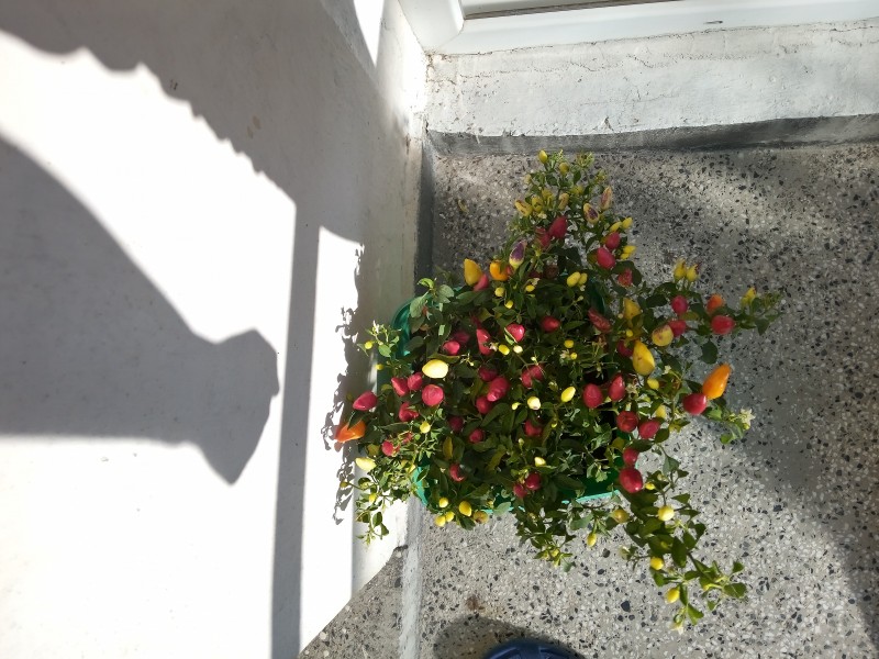 foto_no_exif (1).jpg