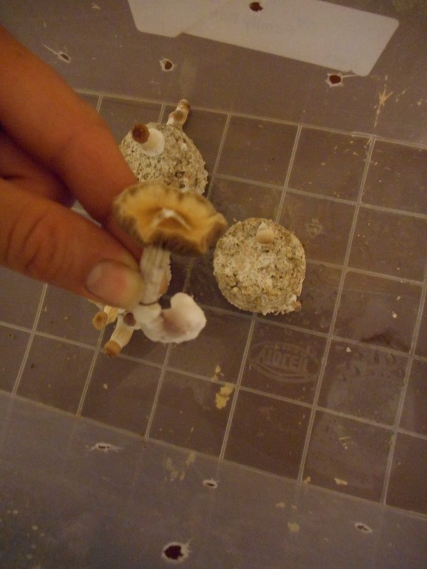 riceup22-min.JPG