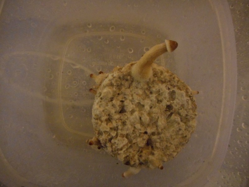 riceup24-min.JPG