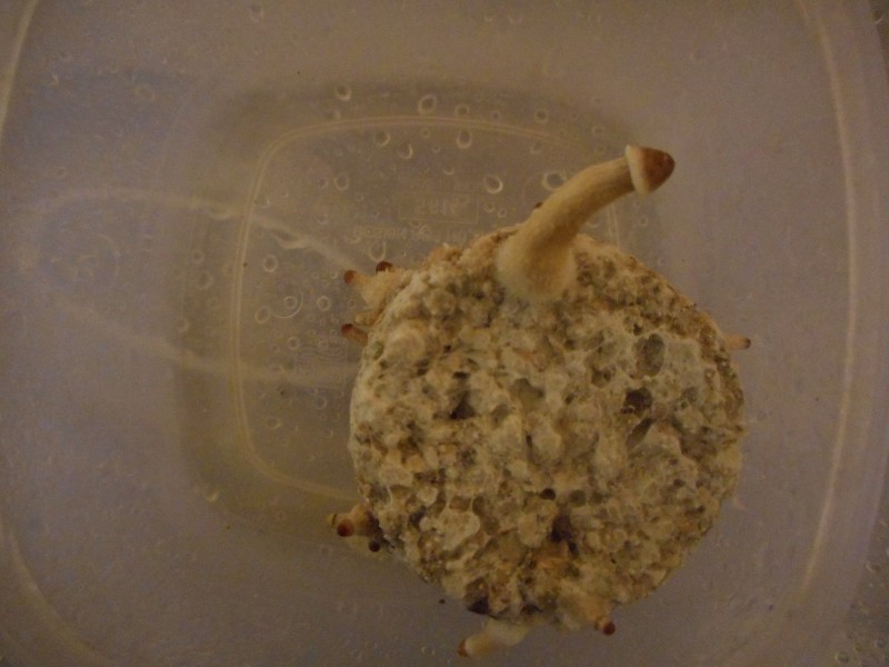 riceup25-min.JPG