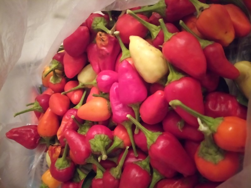 foto_no_exif (11).jpg