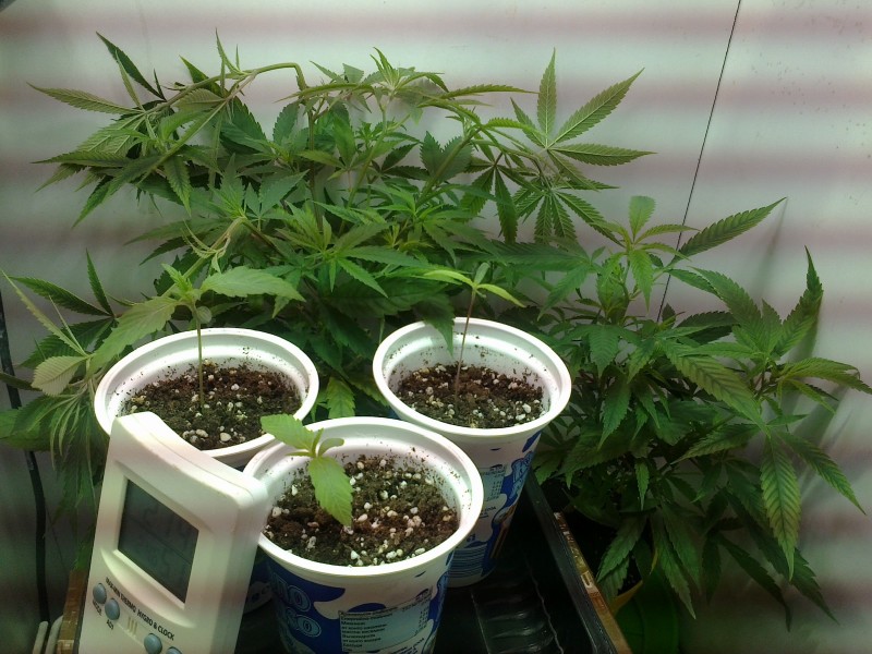 20112020294 - Copy.jpg
