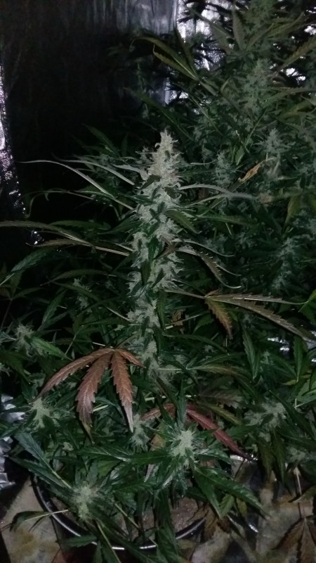 20181130_104417-min.jpg