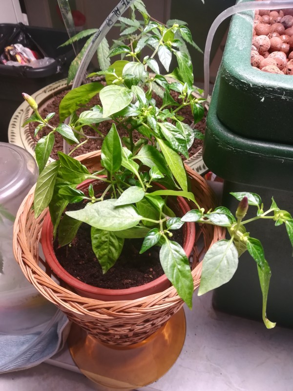 Ще има Чилииии :)