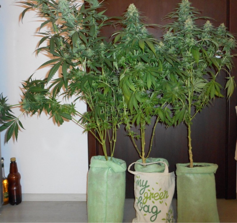 2 клонинга Fruit Spirit и 1 растения Liberty haze от семка