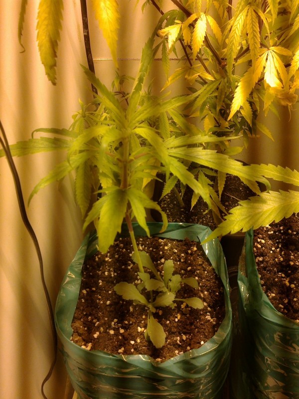 15122020309 - Copy.jpg