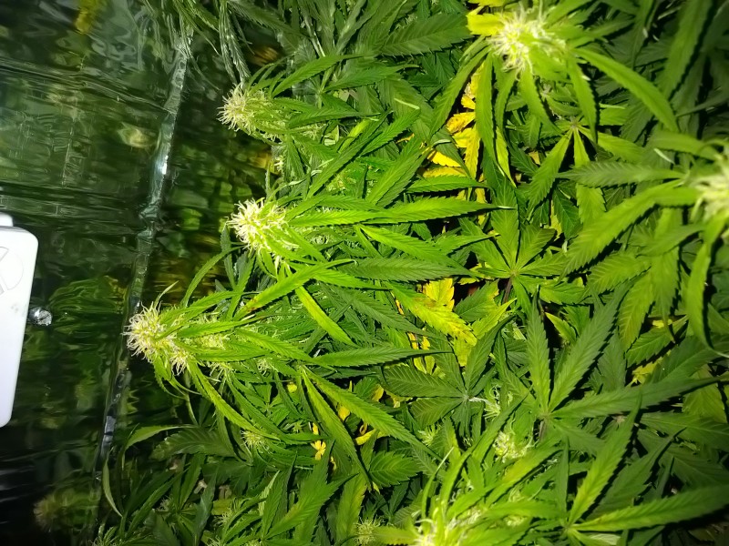 DSC_0534.jpg