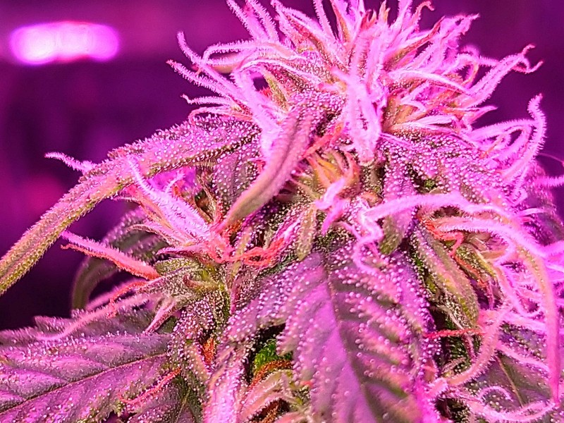 DSC_0536.jpg