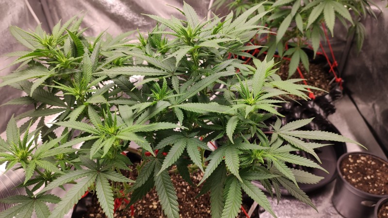 Strawberry Banana Grape2.jpg