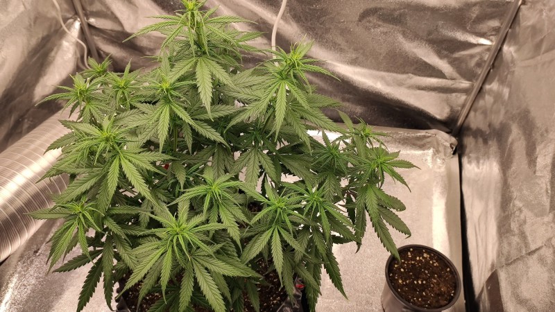Lemonchello Haze.jpg