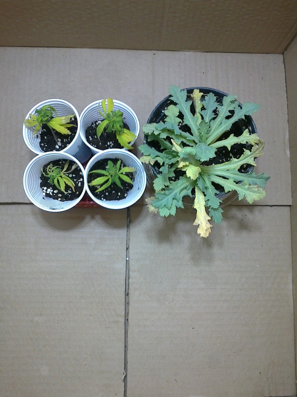 22012021343 - Copy.jpg