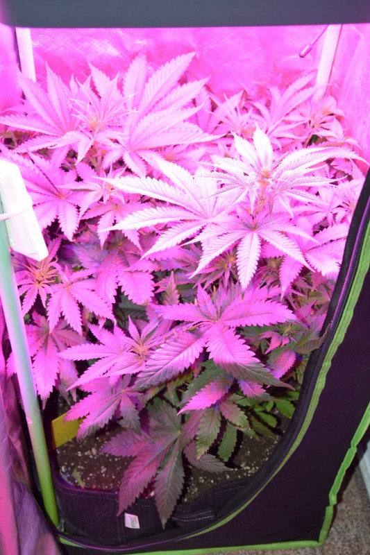 DSC_0004.JPG