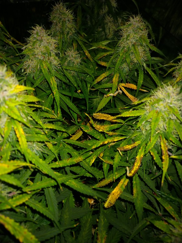 DSC_0586.JPG