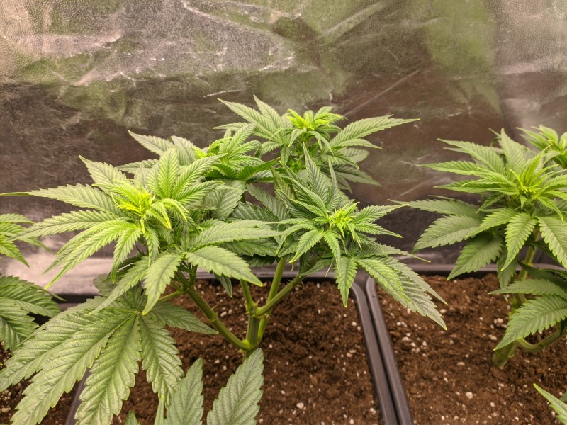 Strawberry Banana Grape.jpg