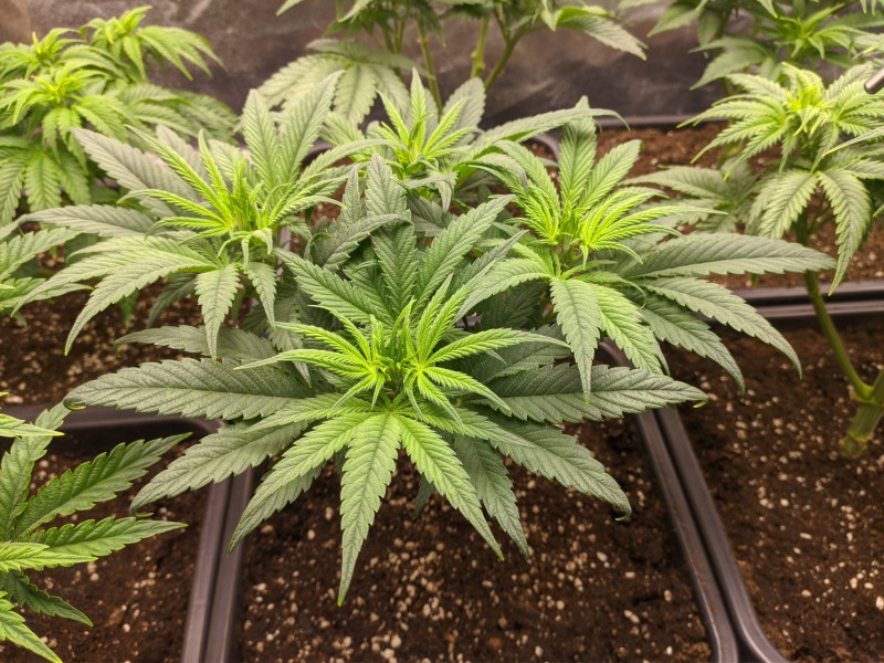 The White OG 2.jpg