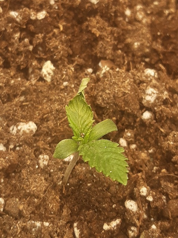 20210205_152200_copy_1024x1365.jpg