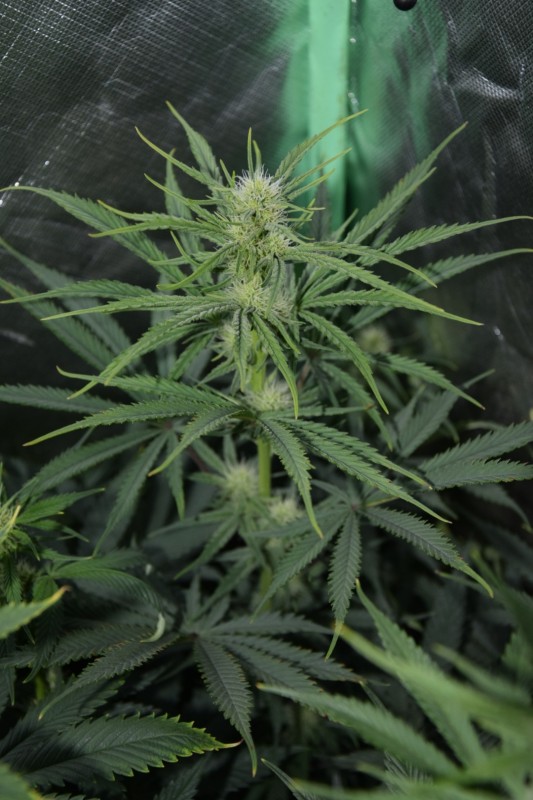 Cream cheese