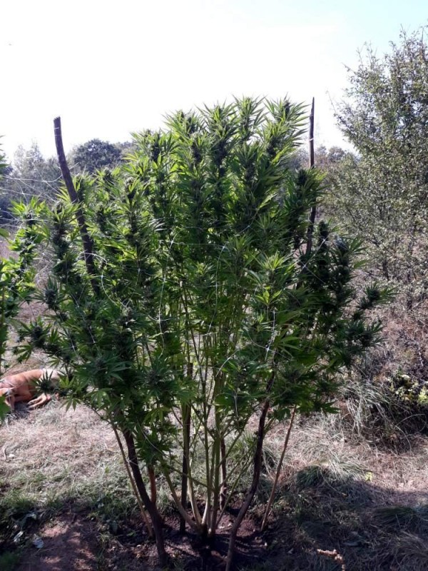 1067148_seedman-gorila-grow-2018.jpg