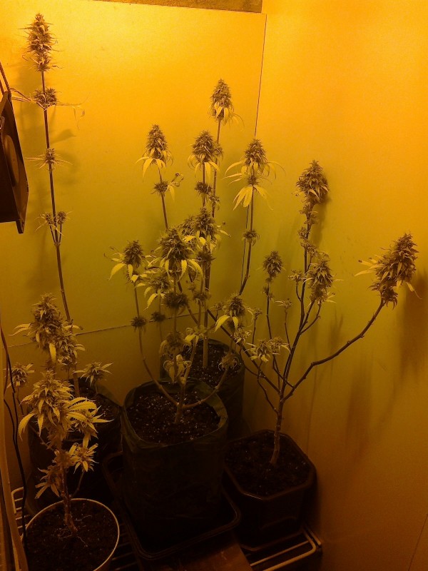 26022021388 - Copy.jpg