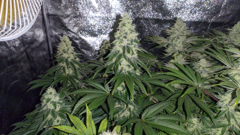 Blue Ice OG.jpg