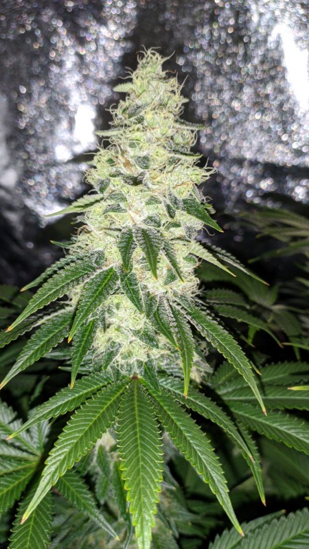 Blue Ice OG_2.jpg