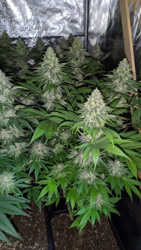 Blue Ice OG2.jpg