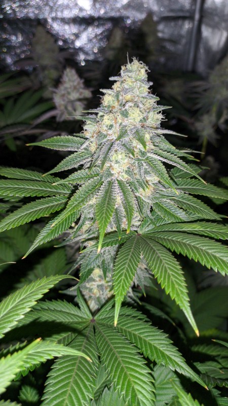 Blue Ice OG2_2.jpg