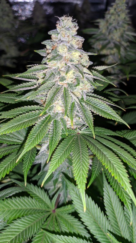 Blue Ice OG2_3.jpg