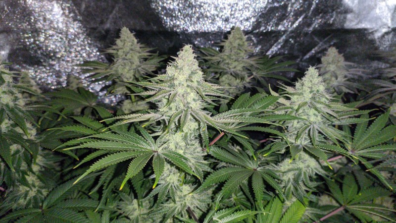 Strawberry Banana Grape_2.jpg