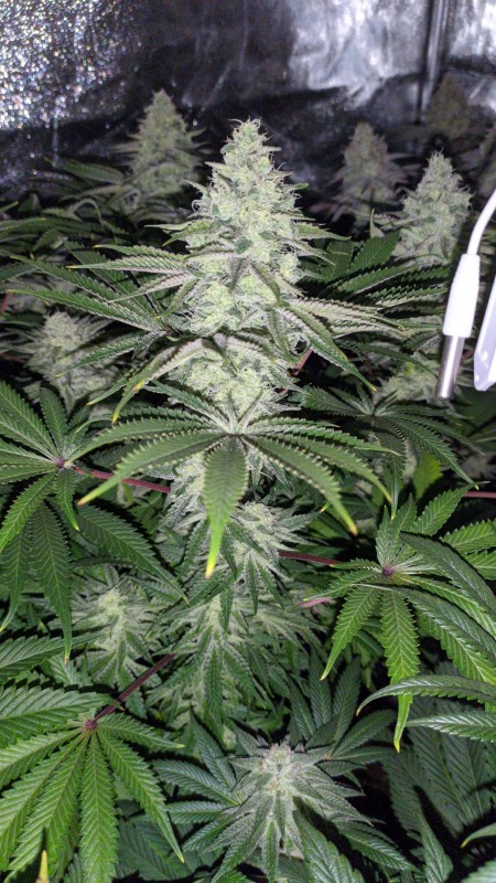 Strawberry Banana Grape_3.jpg
