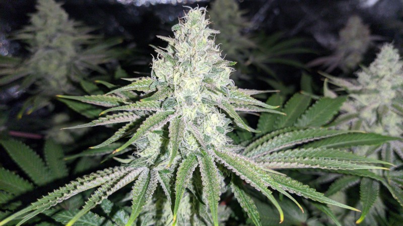 Strawberry Banana Grape_4.jpg