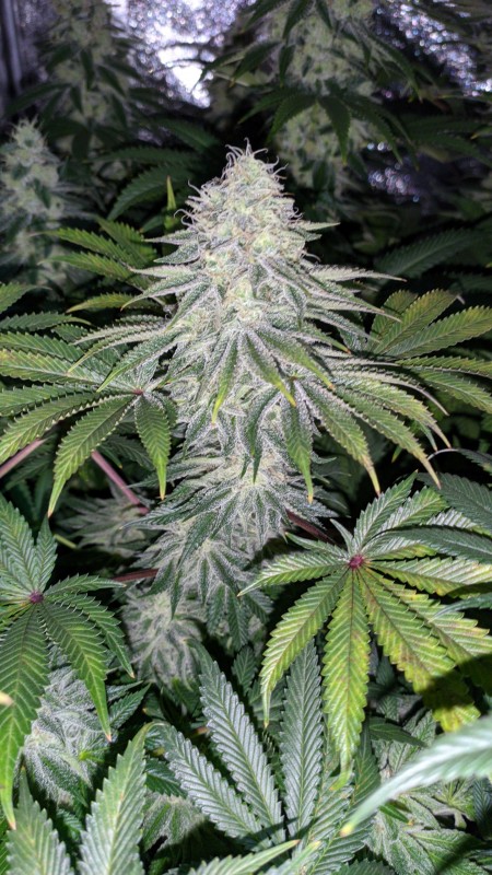Strawberry Banana Grape2.jpg