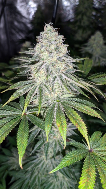 Strawberry Banana Grape2_2.jpg