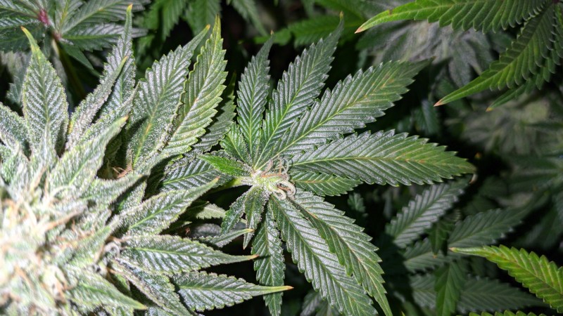 Strawberry Banana Grape2_3.jpg