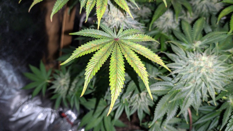 Strawberry Banana Grape2_4.jpg