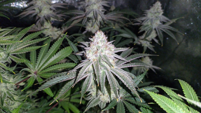 The White OG.jpg