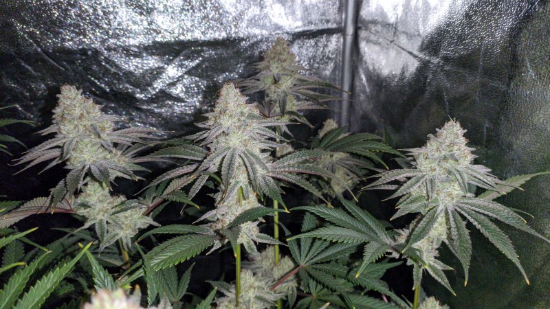 The White OG_1.jpg