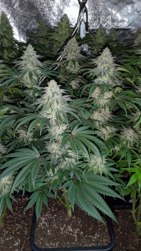 The White OG2.jpg