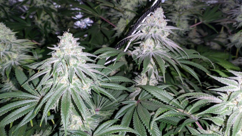 The White OG2_2.jpg