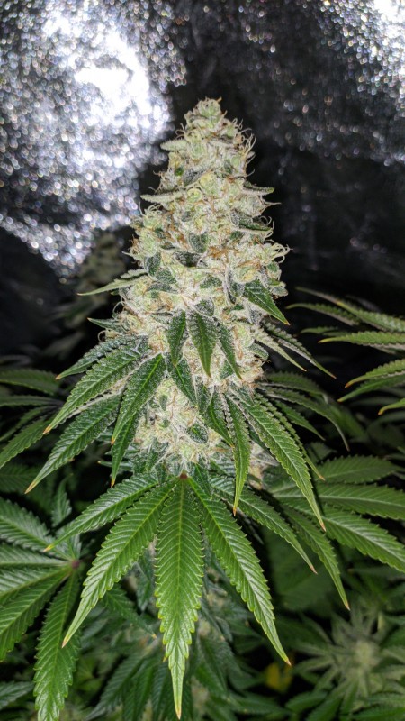 Blue Ice OG_02.jpg