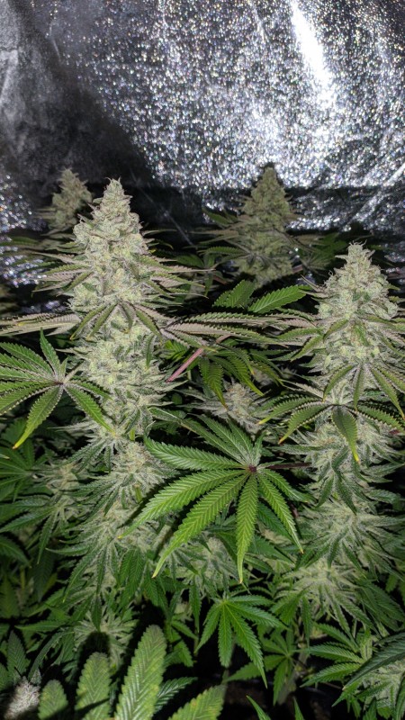 Strawberry Banana Grape_02.jpg