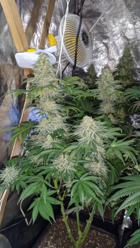 Strawberry Banana Grape02.jpg
