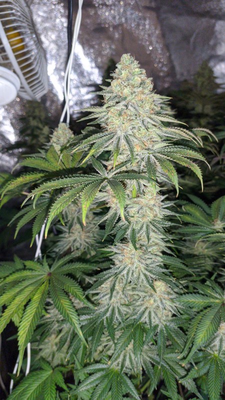 Strawberry Banana Grape02_02.jpg