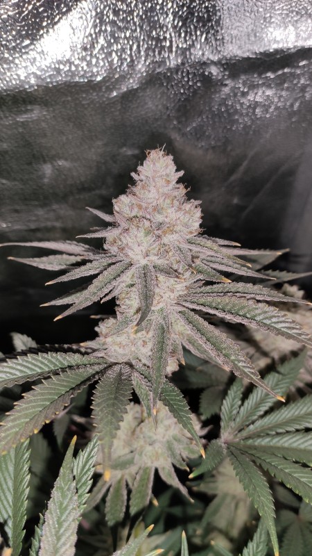 The White OG_01.jpg