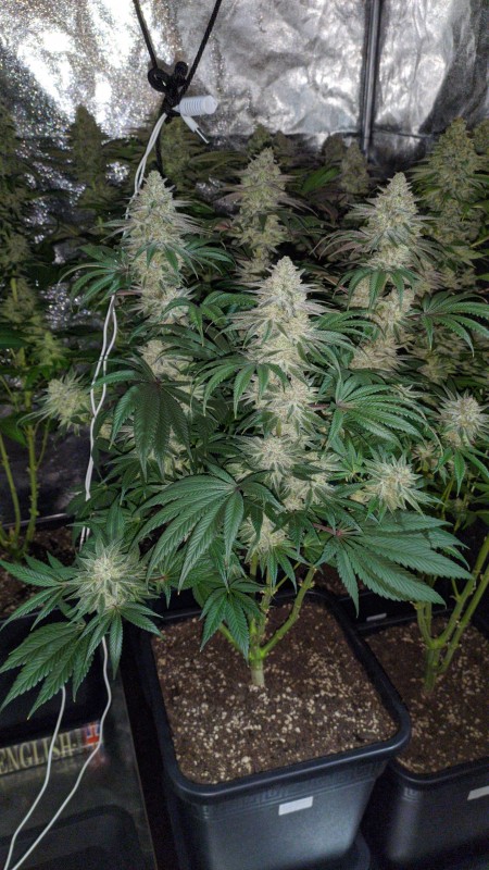 The White OG02.jpg