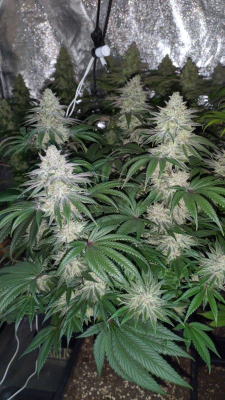 The White OG02_02.jpg